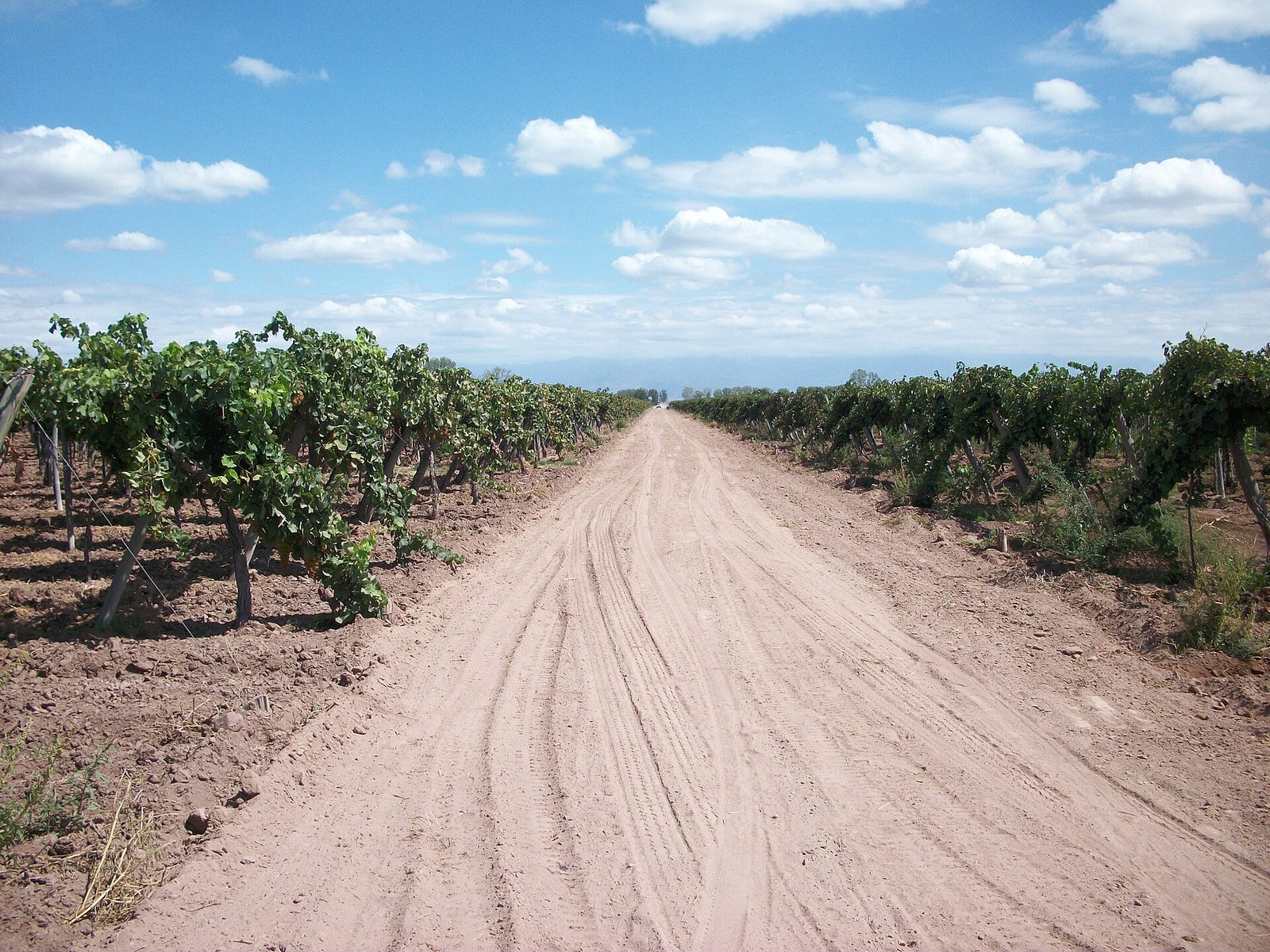 Bodegas de Mendoza